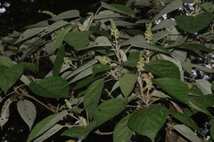 Croton malabaricus